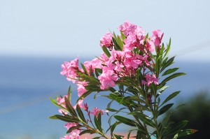 Oleander pospolity     